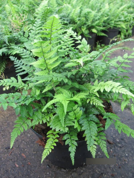 Polystichum tsussimense Roca - Koreanischer Schildfarn
